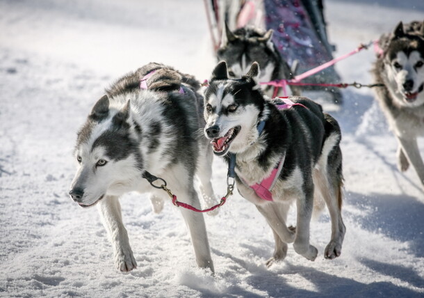     Dogsled Races in Werfenweng 